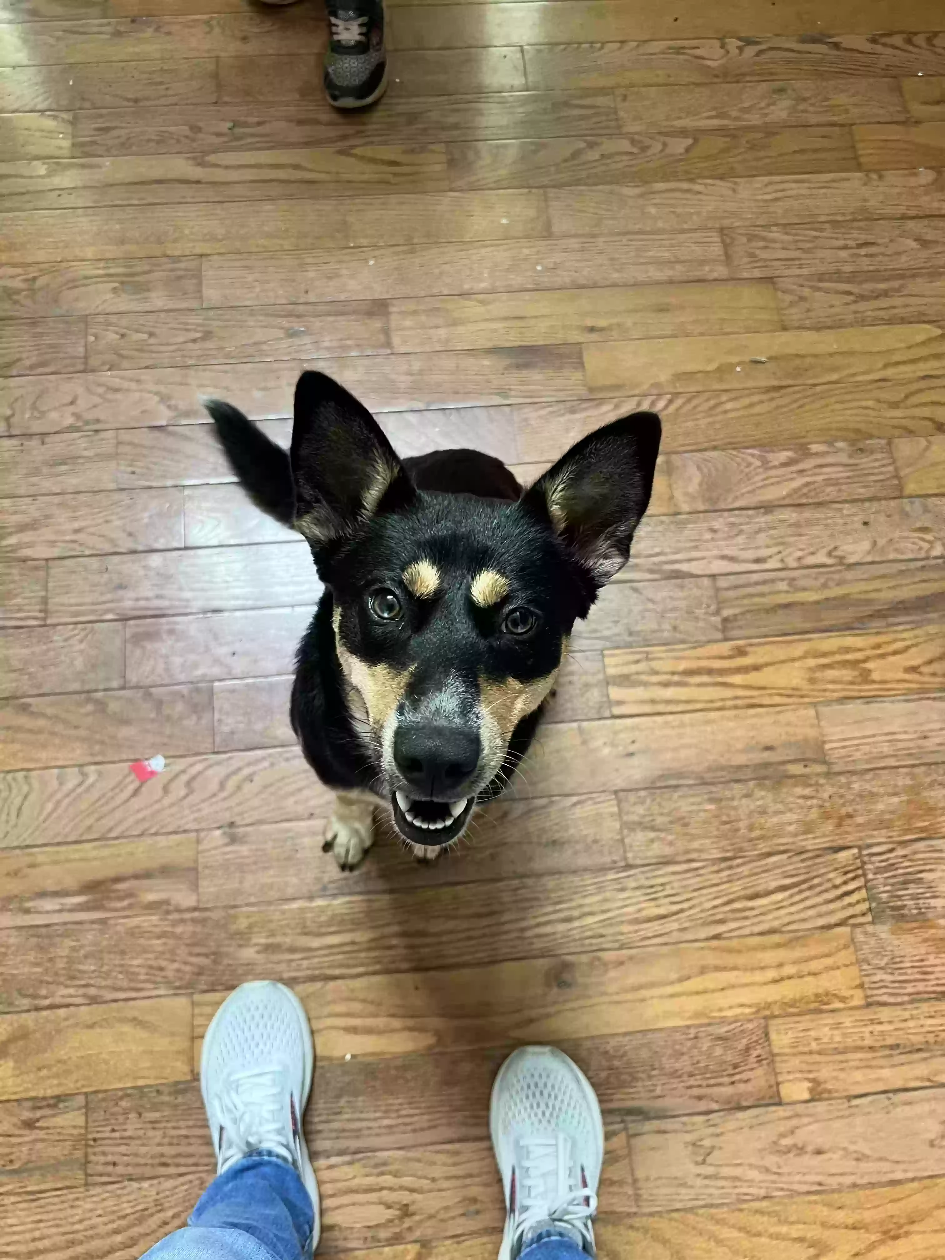 adoptable Dog in Waleska,GA named Roku